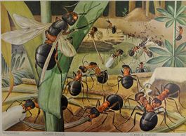 Schulwandbild Ameise Waldameise von Hans Schwarzenbach @STAL