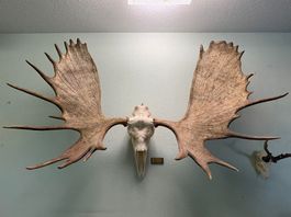 Elchgeweih mit ganzem Schädel, Jagdtrophäe, sehr gross