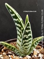 Aloe Variegata - für Dein Sonnenfenster