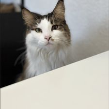 Profile image of HollyCat