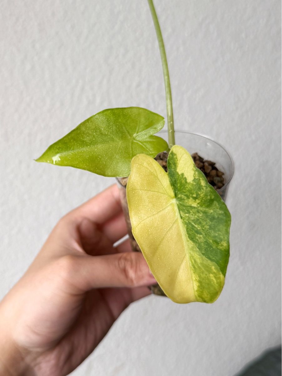 Piante & sementi: Alocasia Gageana Aurea – Nuovo (secondo la descrizione) da Bern venduto da Lucas_Ma 1
