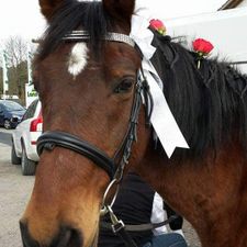 Profile image of Pferdchen62