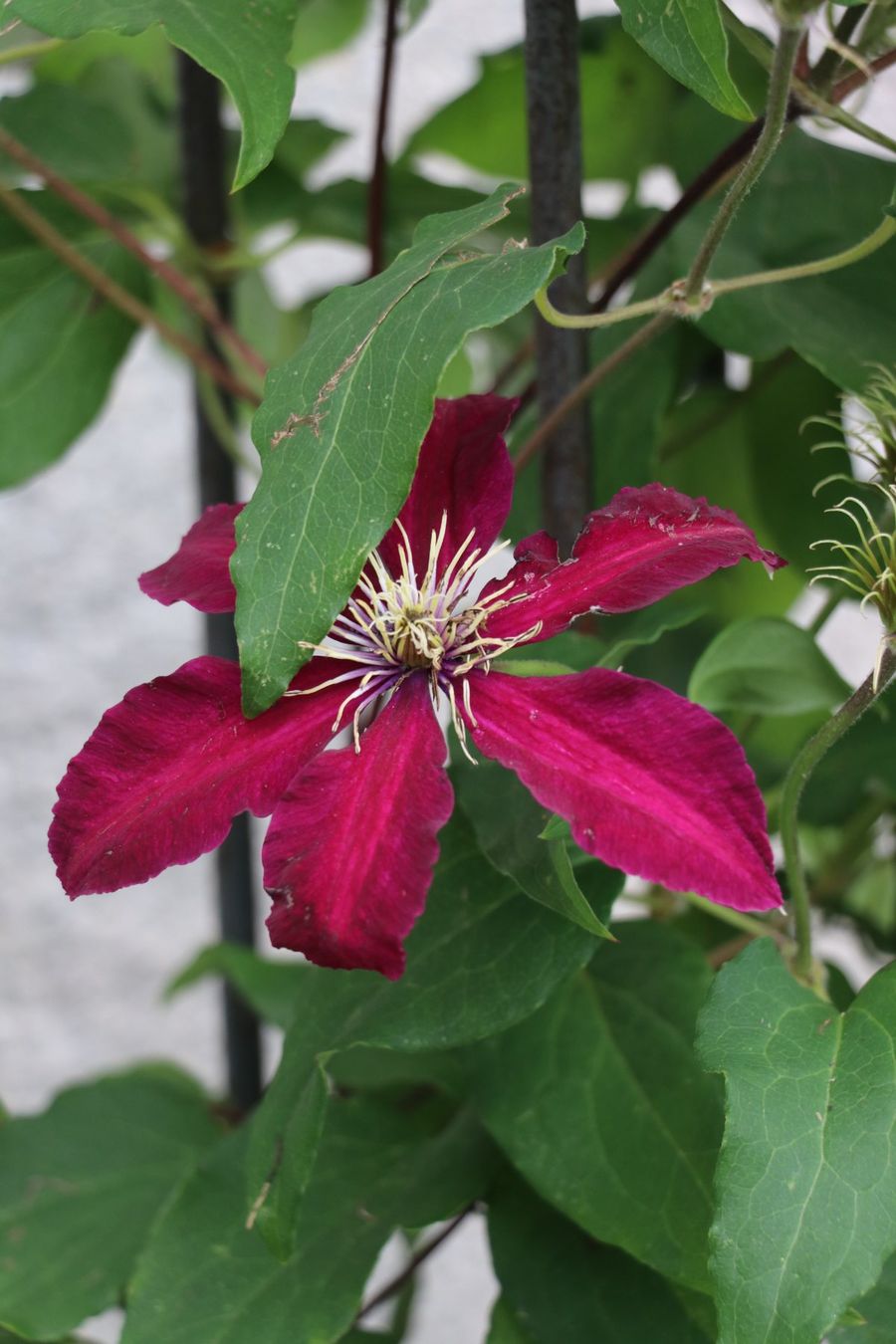 Altre Decorazioni per giardino: Klettersäule, Rankhilfe, Staudenstütze – Nuovo (secondo la descrizione) da Riedt b. Erlen venduto da BisD 4