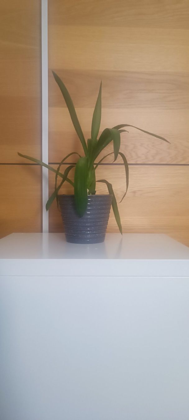 Piante & sementi: Yucca (45 cm inkl. Topf) – Usato da Bern venduto da sv-trade 1