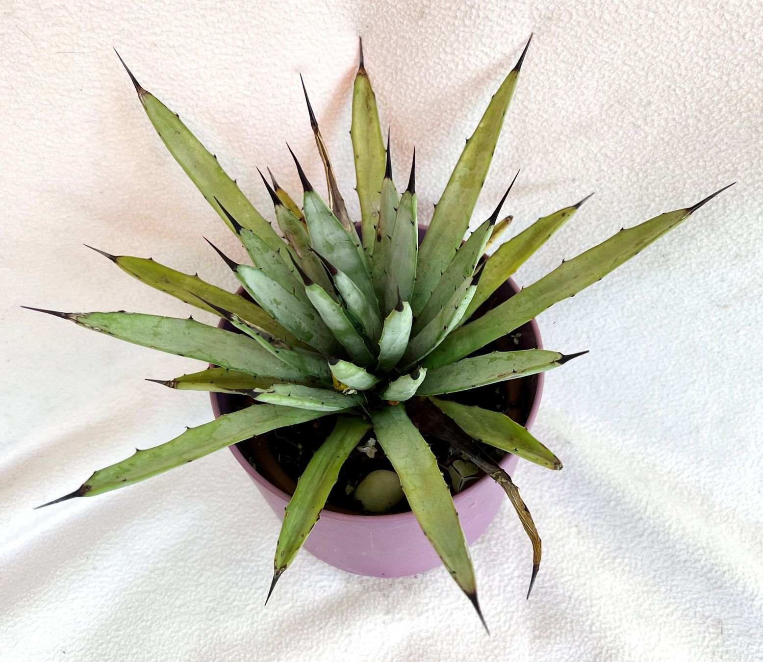 Pflanzen & Samen: AGAVE**Macroacantha***** – Neu (gemäss Beschreibung) aus Dübendorf von Orchid18 1