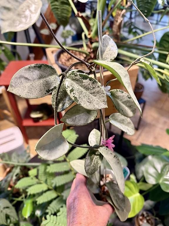Piante & sementi: Hoya carnosa Argentea Princess  mutiert – Nuovo e nell'imballaggio originale da Schönholzerswilen venduto da Leavylounge 1