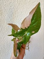 Syngonium Pink Splash – Rooted Plant 🌿🩷