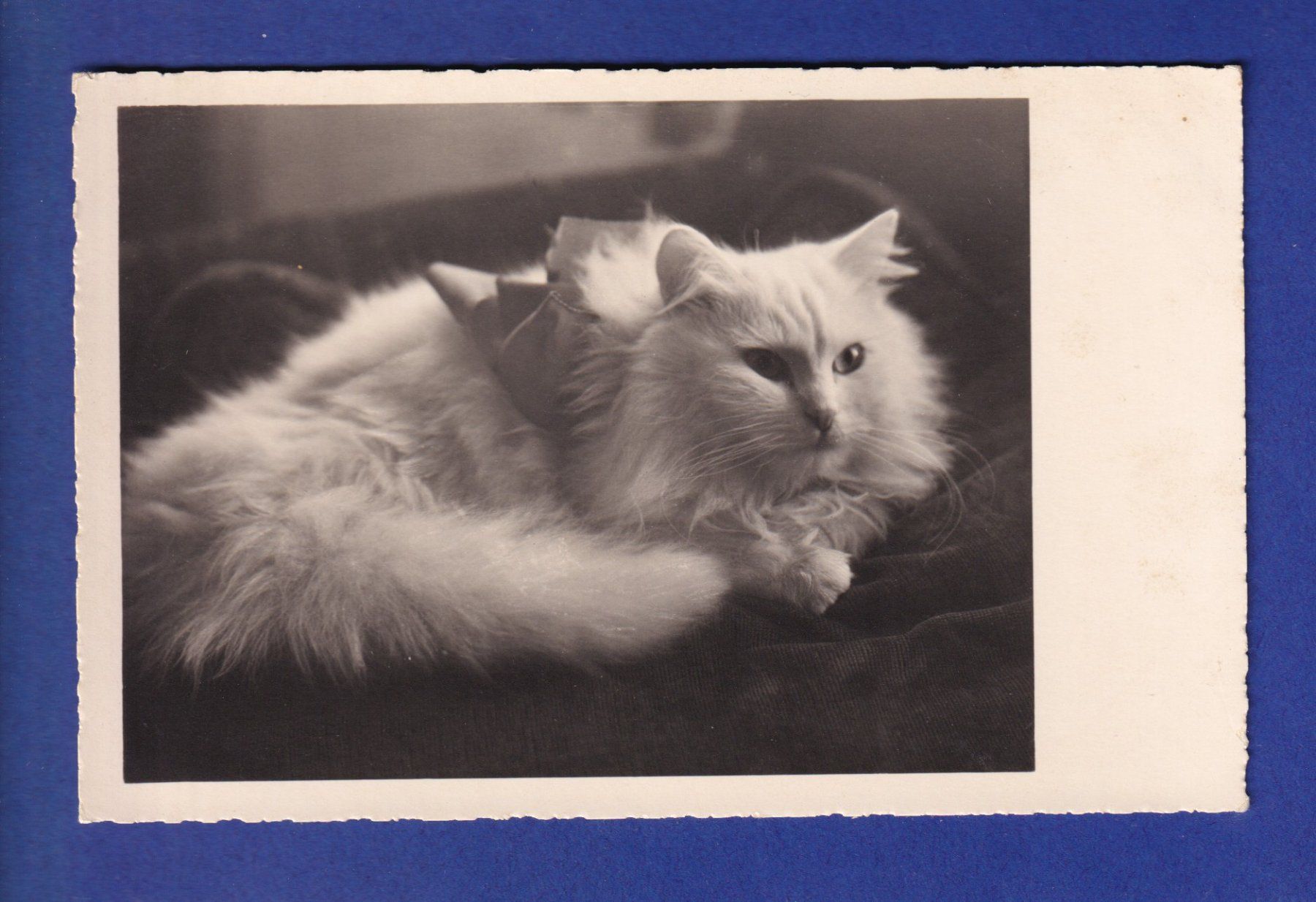 Cartes postales: CHAT - Chat blanc – D'occasion à Pully par nicecards-shop