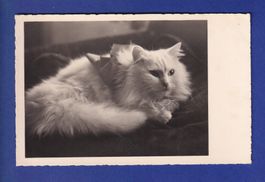CHAT - Chat blanc