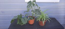Lot plantes vertes magnifiques