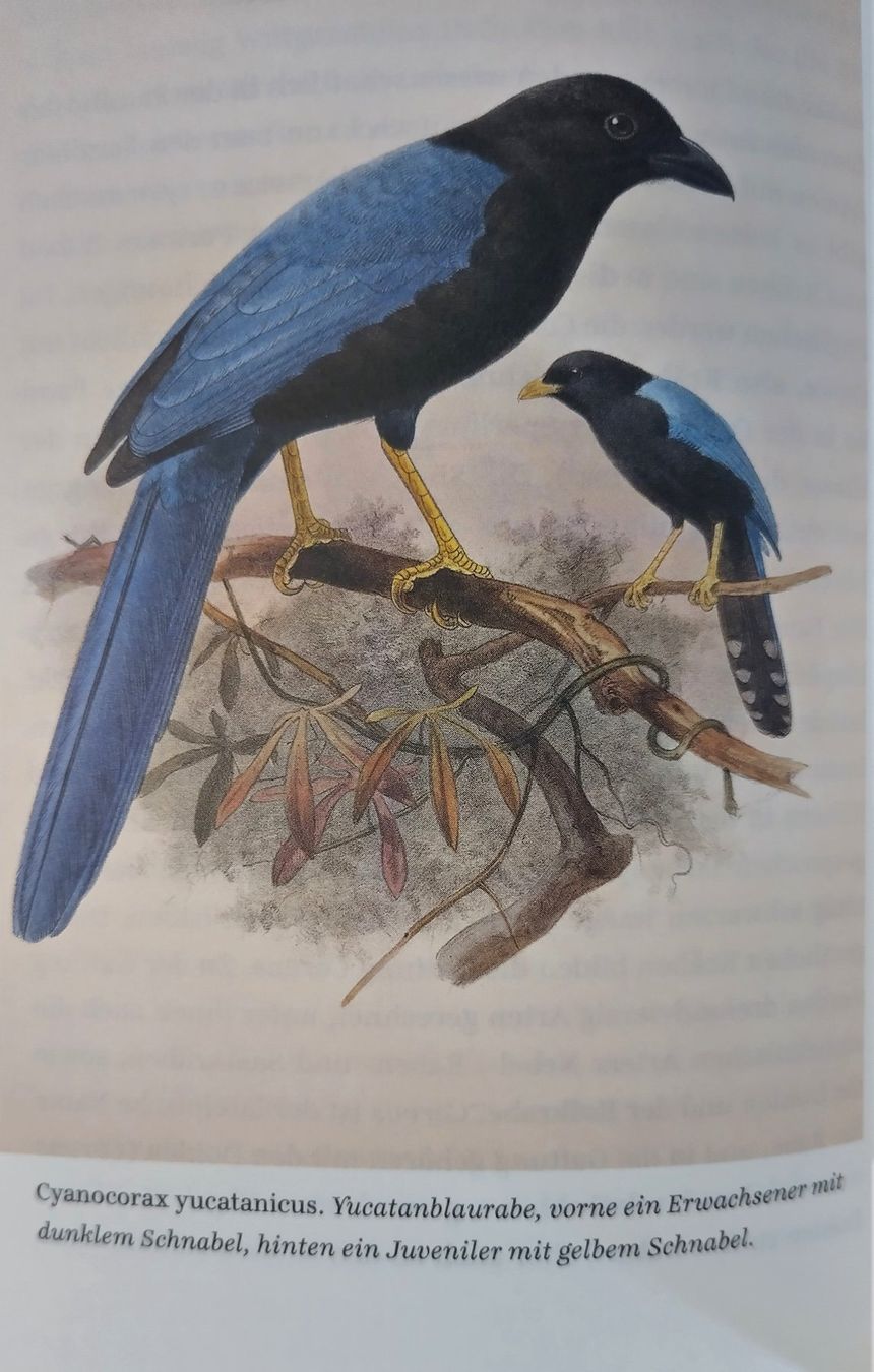 Libri: Krâhen - Ein Portrait / Vogel Buch 2013 mit 156 Seiten – Usato da Bellach venduto da JingleJerry