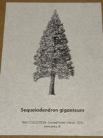 Enea Poster Sequoiadendron giganteum 2010 Neu in Rolle