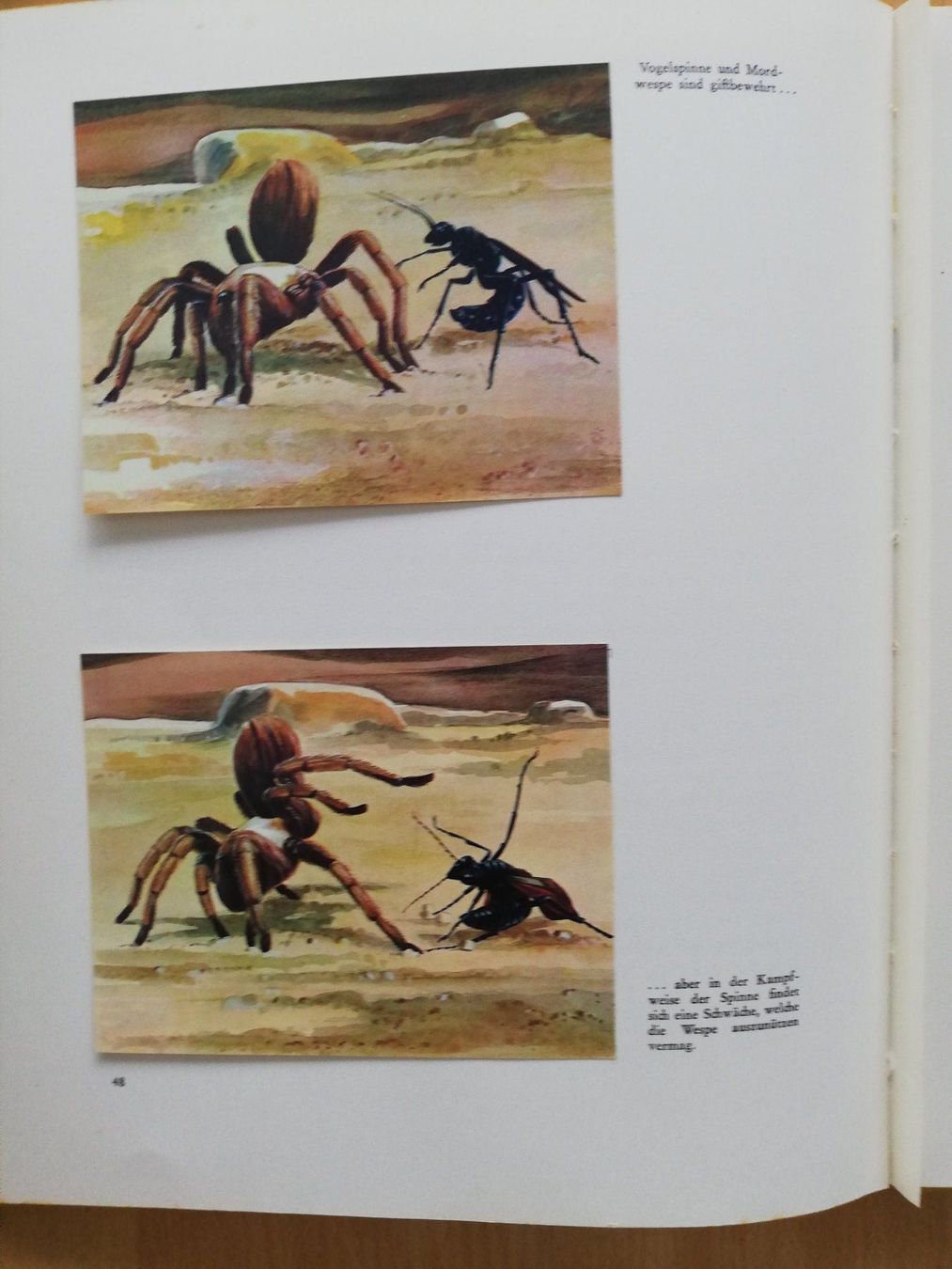 Libri: Zauber der Wildnis – Usato da Hildisrieden venduto da Malve 3