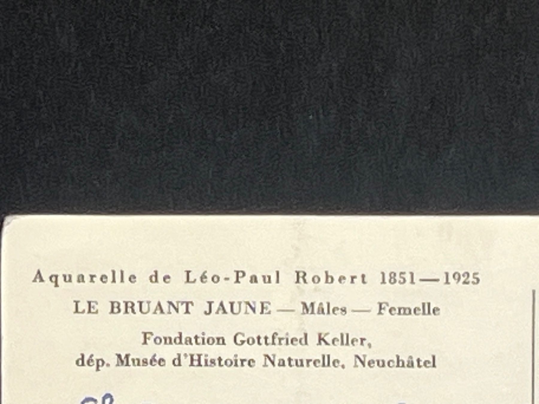 Cartoline postali: Ansichtskarte Aquarelle de Léo-Paul Robert - Le Bruant Jaune – Usato da Widnau venduto da Brusi9 2