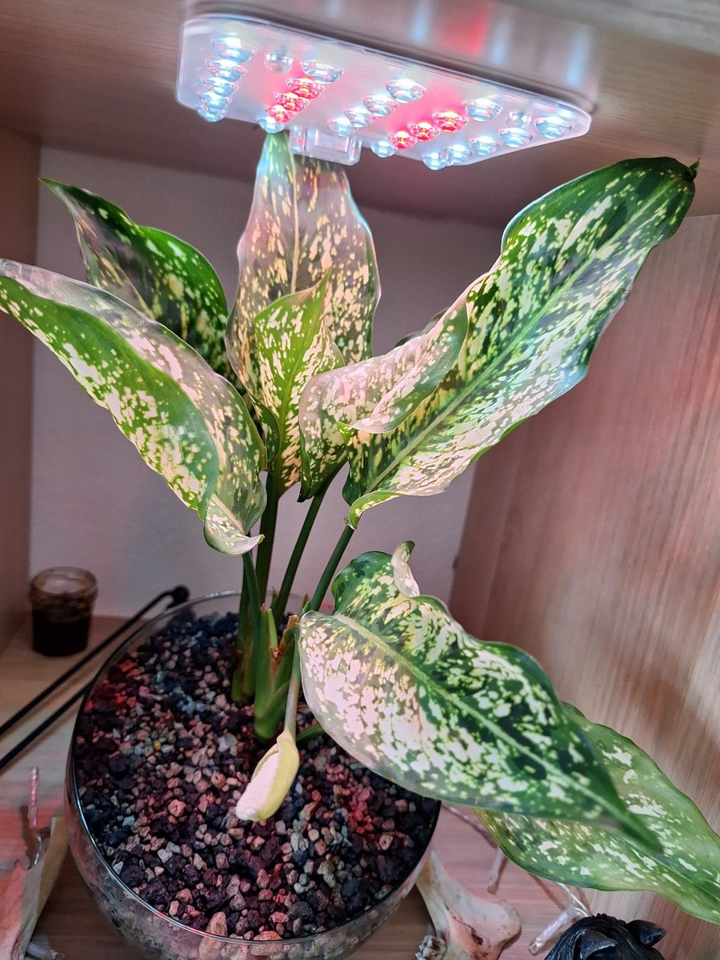 Piante & sementi: Aglaonema Tricolor mit Blüte – Usato da Mümliswil venduto da Arva 1