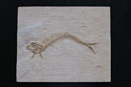 1A - Knochenfisch - Trissops sp. - Solnhofen (Deutschland)