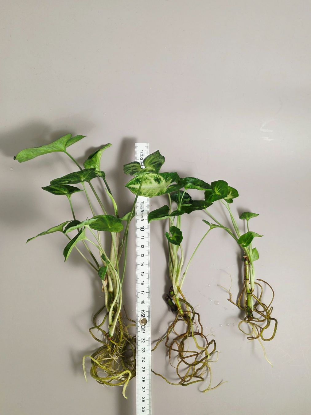 Piante & sementi: Syngonium Podophyllum 'Pixie' Stecklinge – Nuovo (secondo la descrizione) da Gerolfingen venduto da Azora 4