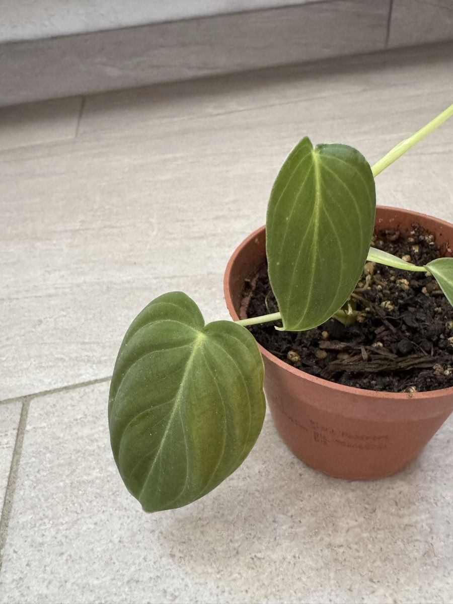 Piante & sementi: Philodendron Melanochrysum – Nuovo (secondo la descrizione) da Sugiez venduto da fabandy16 2