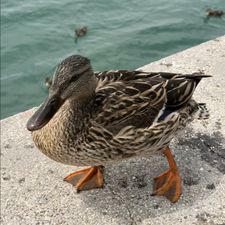 Profile image of Domsiiiii