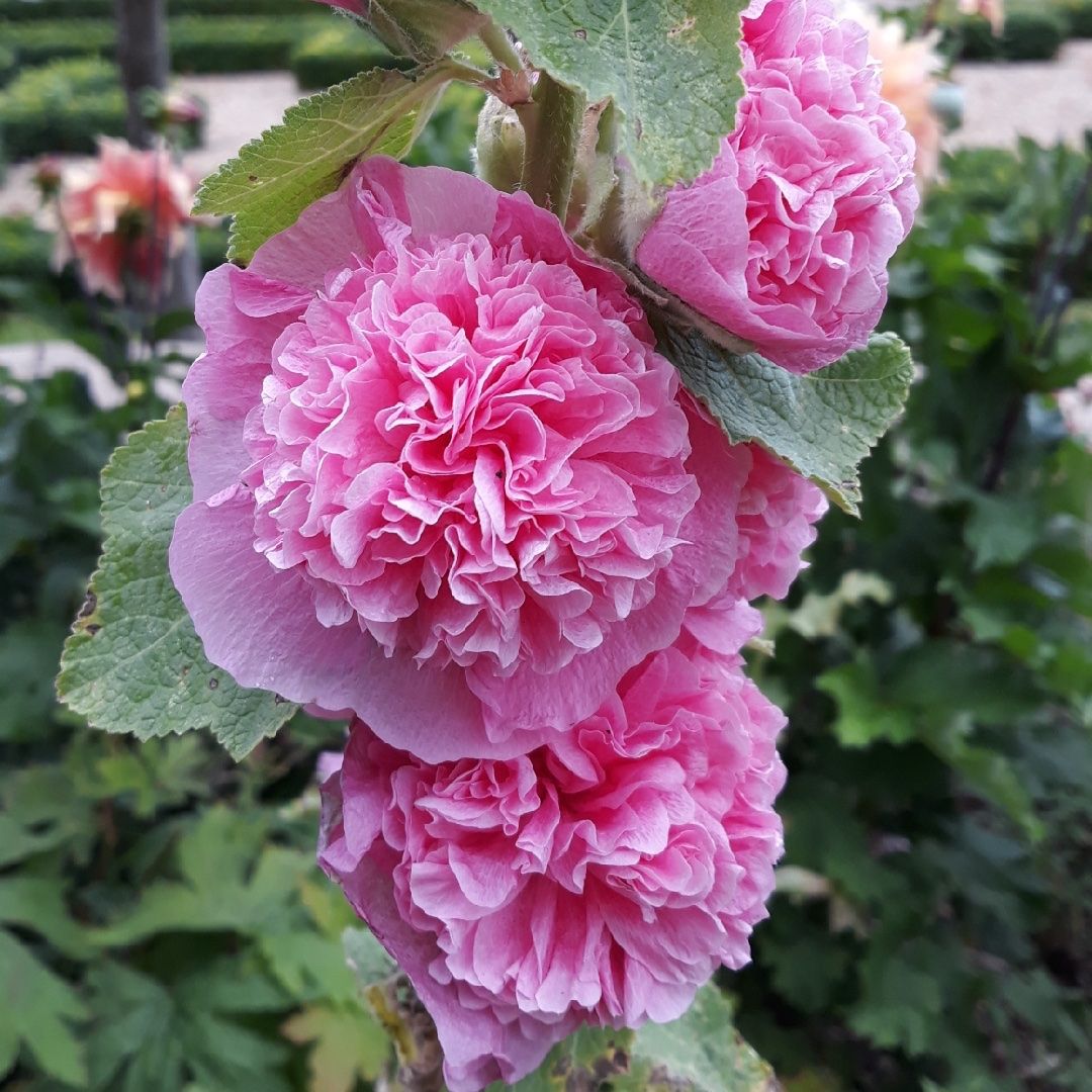 Piante & sementi: 100 Samen Stockrose CHATER'S  ROSE – Nuovo (secondo la descrizione) da Ehrendingen venduto da VerveinaSamen 3