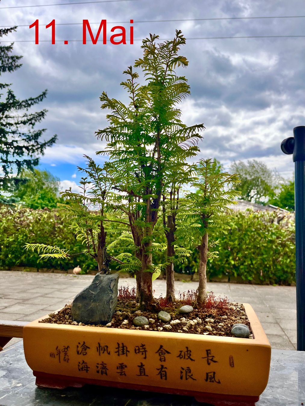 Piante & sementi: Bonsai Wald Gruppe – Nuovo (secondo la descrizione) da Fislisbach venduto da fislisbach5442 2