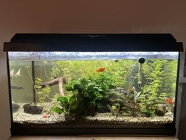 Aquarium Juwel 70l,komplett 