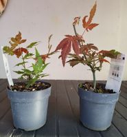 Roter Zwergahorn Acer palmatum Atropurpureum