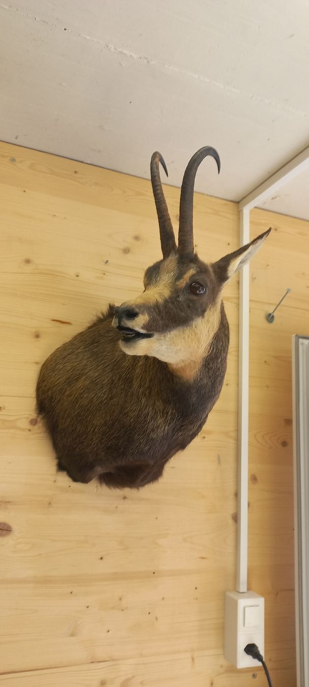 Welt der Tiere: Gamsbock – Gebraucht aus Mollis von Resel1985 3