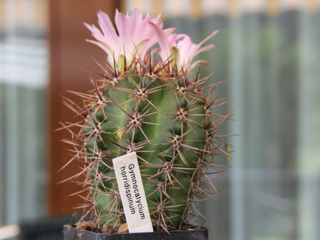 Piante & sementi: Kaktus Gymnocalycium horridispinum – Usato da Steg im Tösstal venduto da Stacheli24