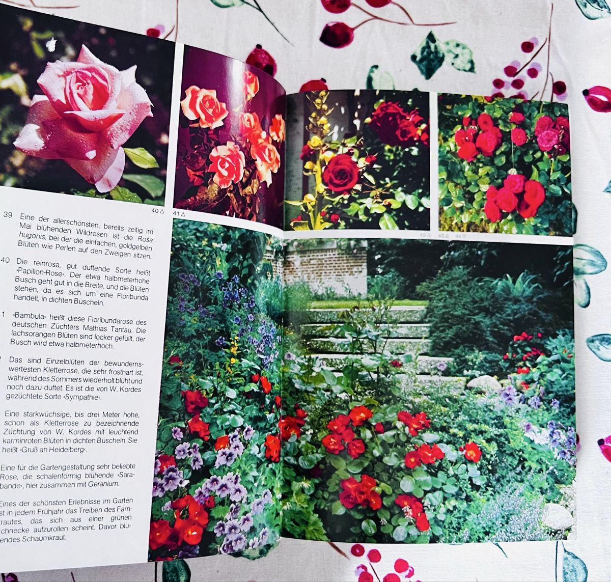 Libri: Knaurs Gartenbuch - Leben mit einem Garten von K.H. Hanisch – Nuovo (secondo la descrizione) da Winterthur venduto da Buchecke_54 2