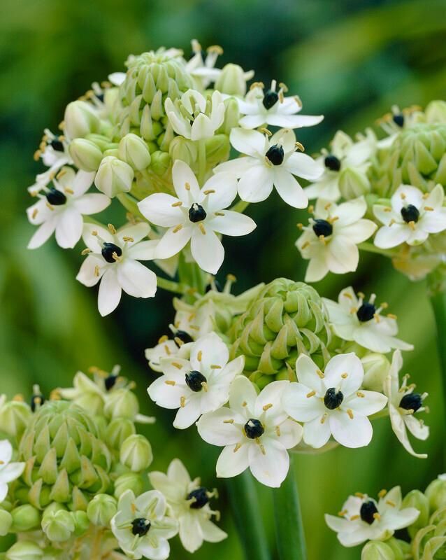 Piante & sementi: Ornithogalum arabicum / Milchstern – Nuovo (secondo la descrizione) da Thalheim venduto da silvara01