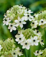 Ornithogalum arabicum / Milchstern