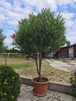 Oleander Baum gefüllte Blüte Rosa Grösse ca 180 cm