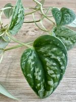 Scindapsus Silver Ann – 4 Fresh Cuttings (45–65 cm) 🌿
