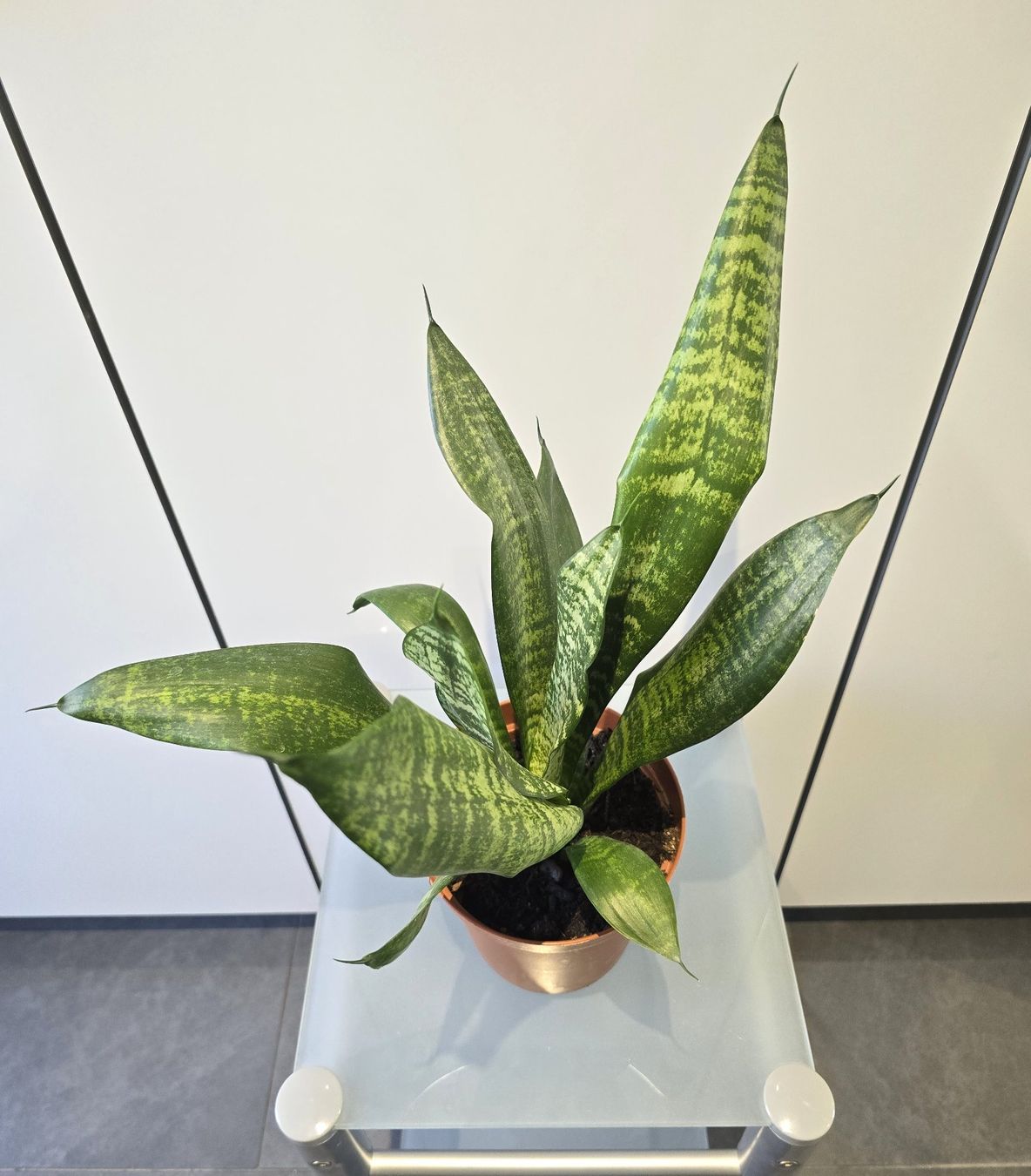 Piante & sementi: Pflanze Sansevieria / Bogenhanf 47 cm – Usato da Oetwil an der Limmat venduto da dhantal 8