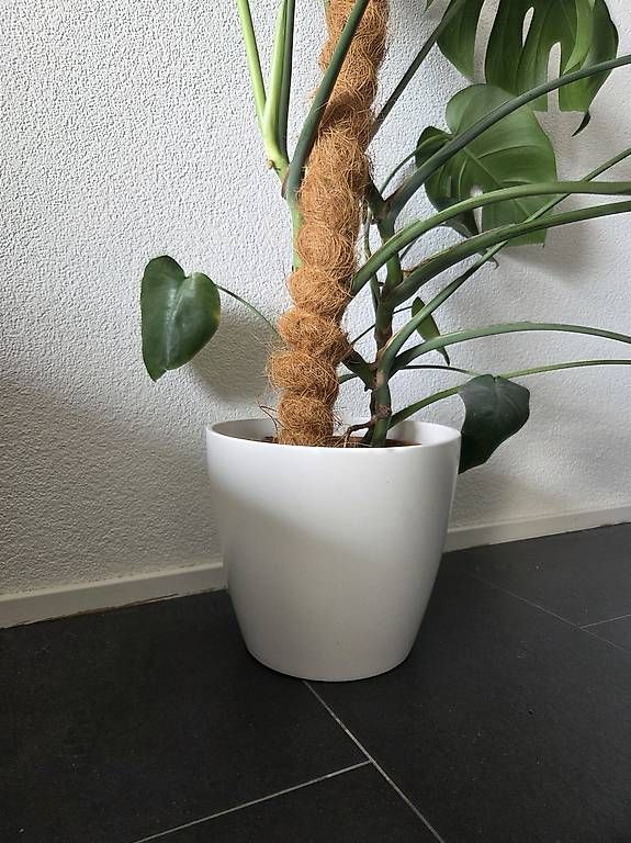 Pflanzen & Samen: Große Monstera mit Kokosstab und Topf – Gebraucht aus Bern von deb_t8fl 1