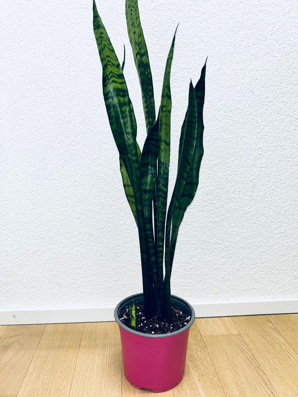 Piante & sementi: Sansevieria Zeylanica Plant 83 cm – Usato da Kilchberg ZH venduto da malibubeach 3