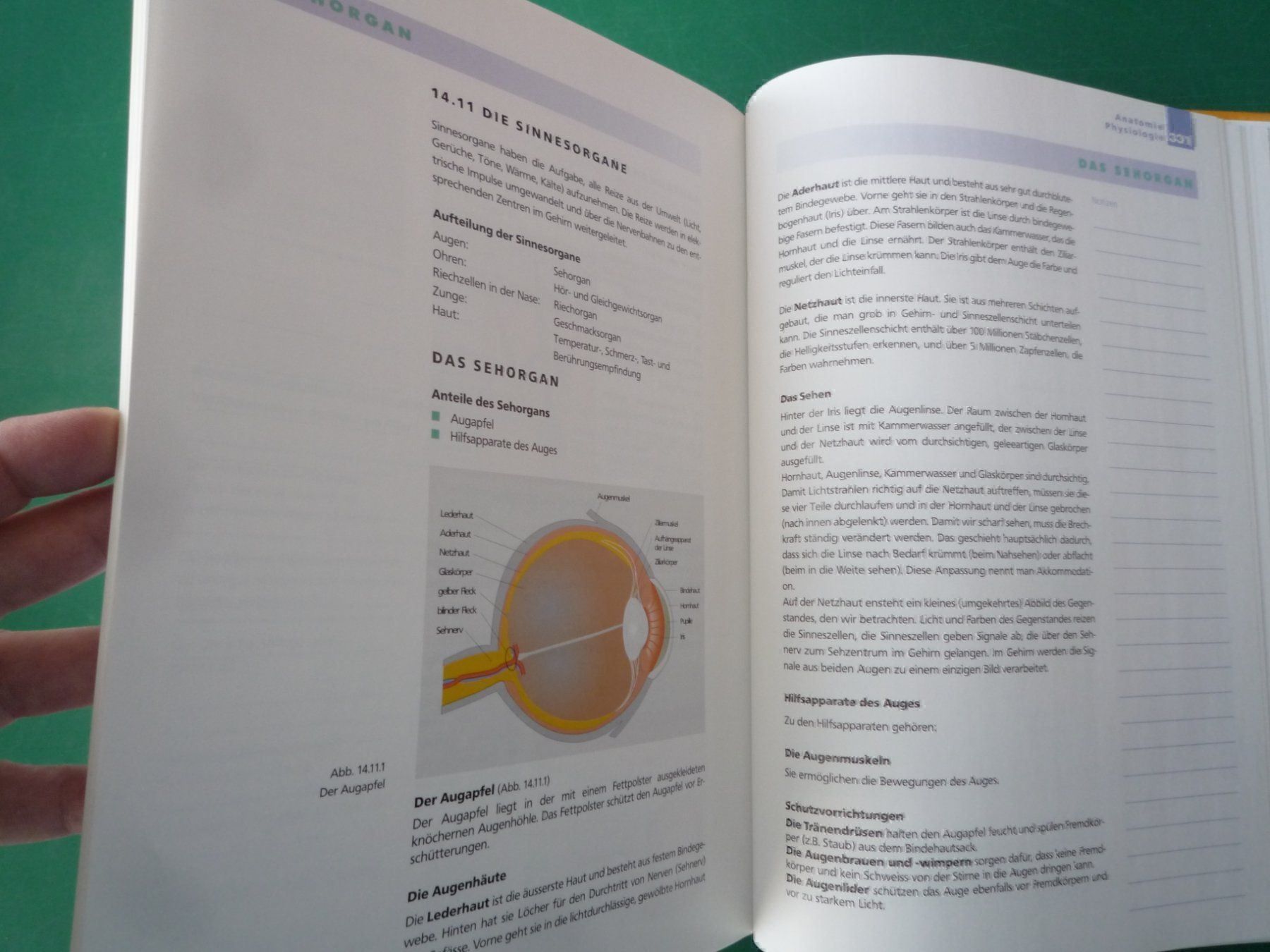Libri: Lehrbuch Pflegeassistenz – Usato da Rafz venduto da Sonnenblume305 4