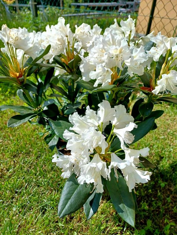Rododendron weiß XL 6080 cm ↕️ “BUSCH” Kaufen auf Ricardo