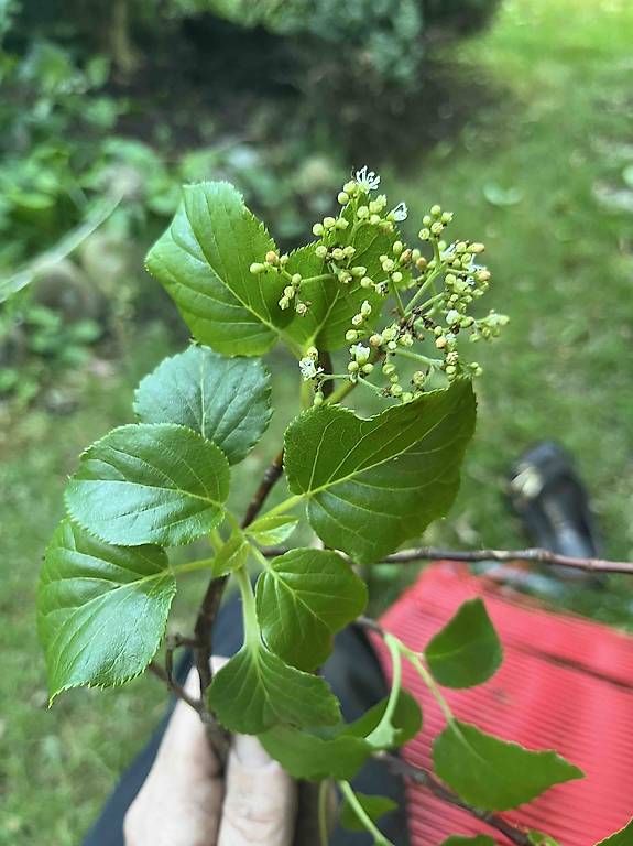 Piante & sementi: Kletterhortensie – Usato da Zürich venduto da chiffchaff