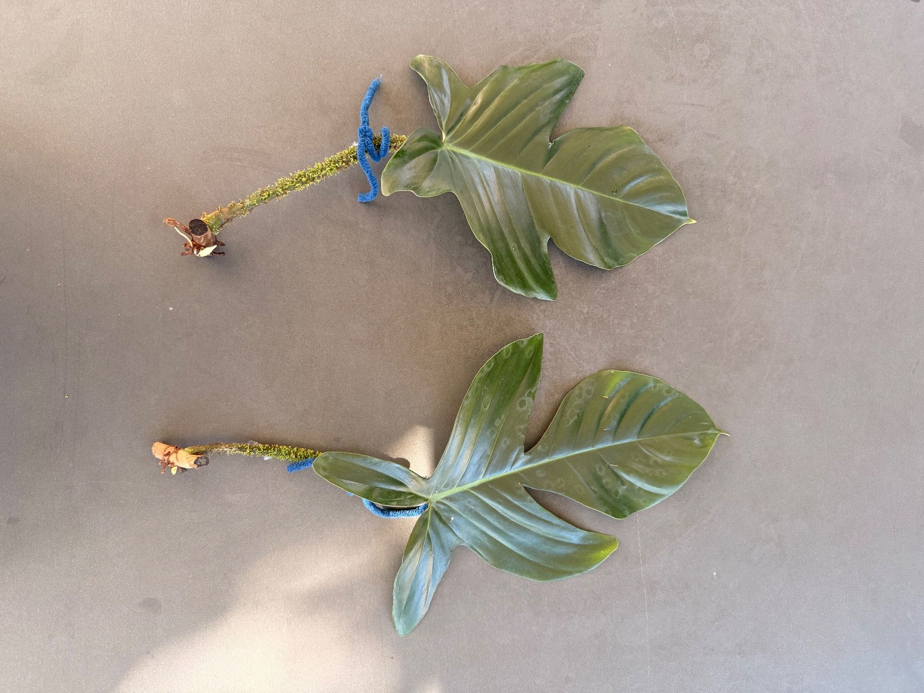 Pflanzen & Samen: Philodendron Squamiferum 1/3 – Gebraucht aus Rafz von jca_98p5
