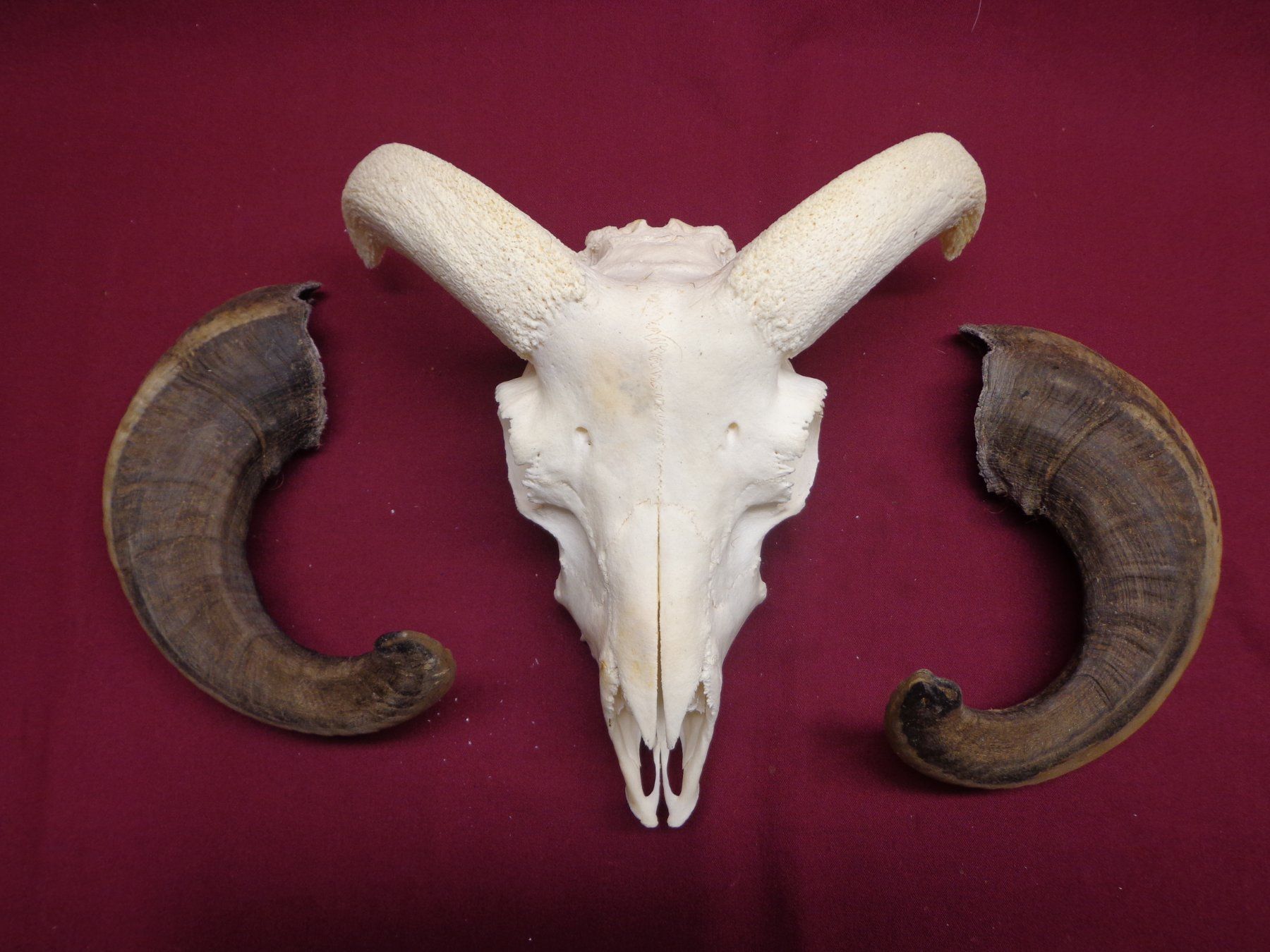 Il mondo degli animali: Widder, Geweihe, Trophäe, Horn, Dekoration, Jagd Abwurfst. – Usato da Andeer venduto da Baerenburger 6