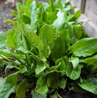 10 Pflanzen Sauerampfer essbar  Oseille comesti 10 Plantes‪