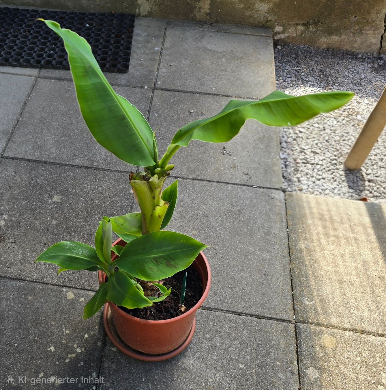 Pflanzen & Samen: Bananenbaum Pflanze – Gebraucht aus Aarburg von popkorn65 2