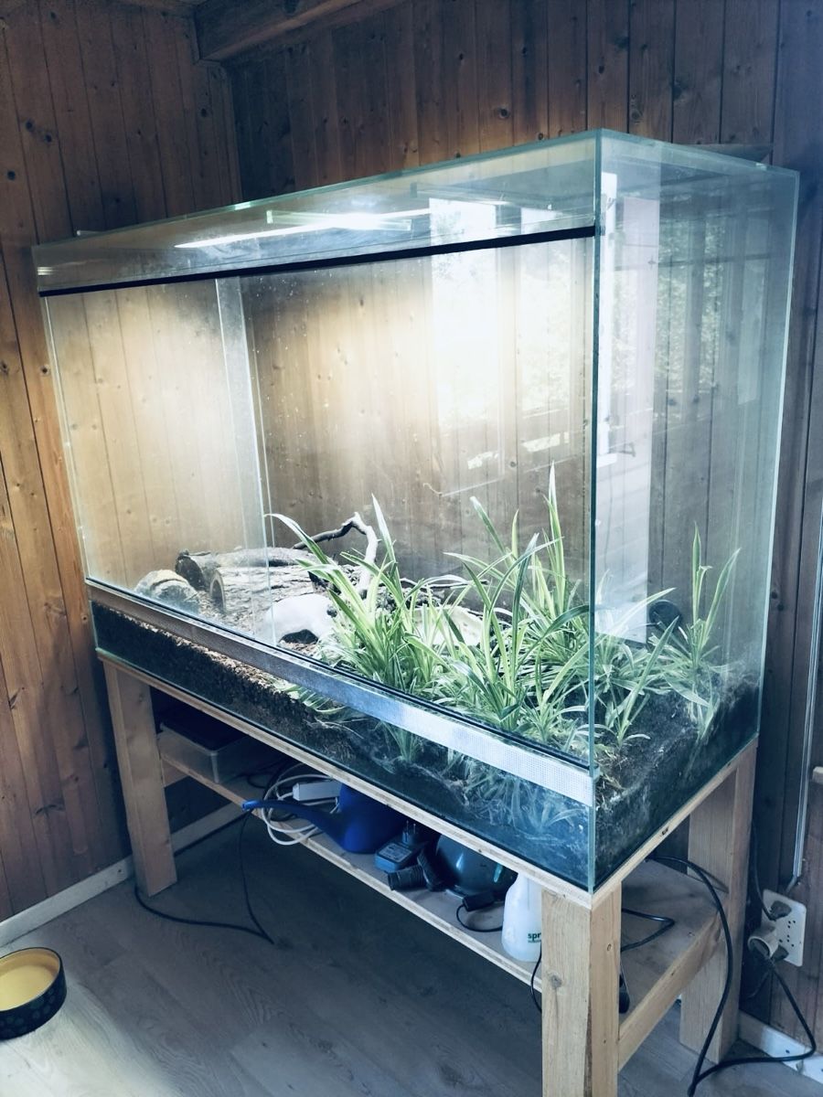 Terrario: Terrarium Spezialanfertigung – Nuovo (secondo la descrizione) da Wallisellen venduto da Mercatura 3