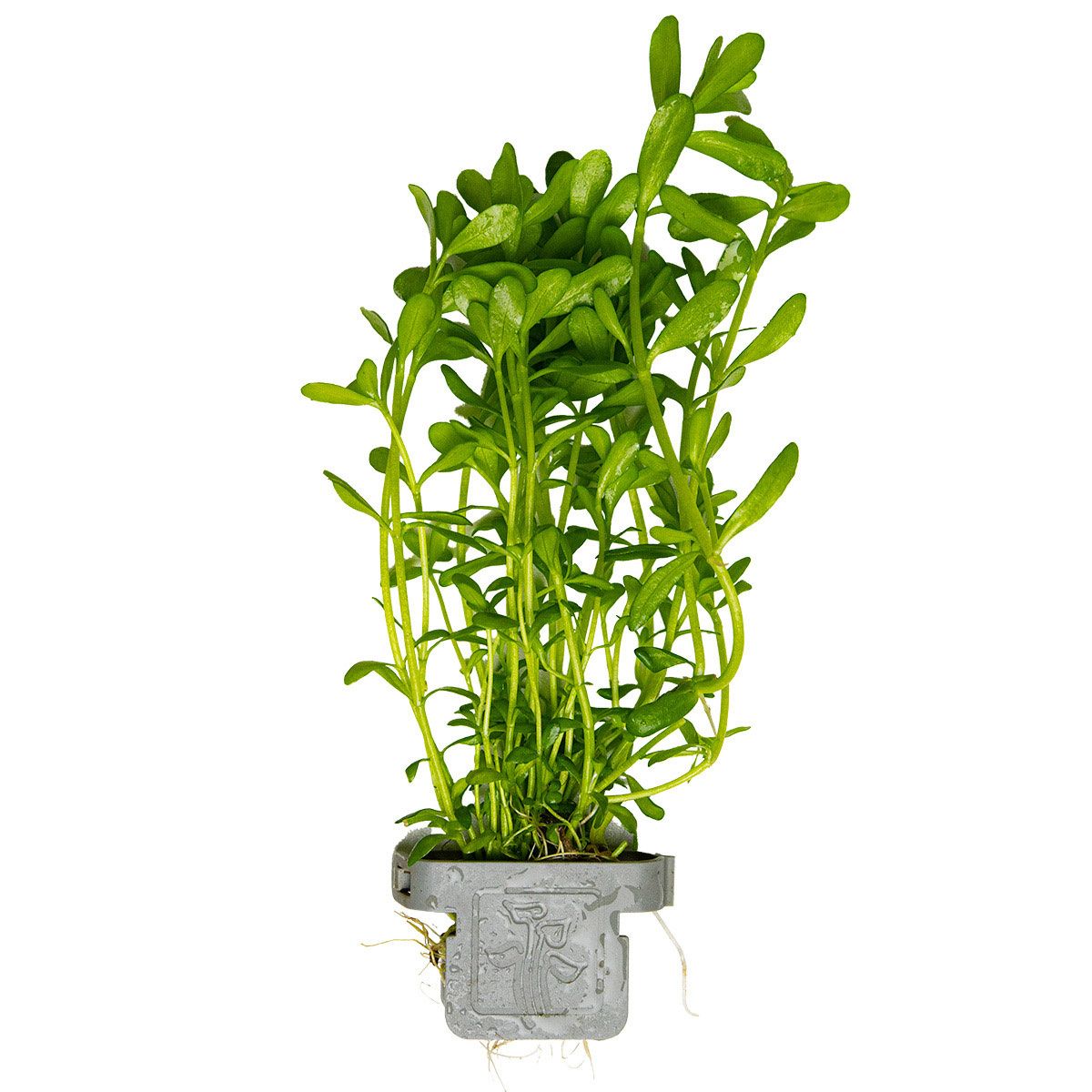 Pflanzen & Samen: Bacopa Monnieri – Gebraucht aus Moosseedorf von nicu006 1