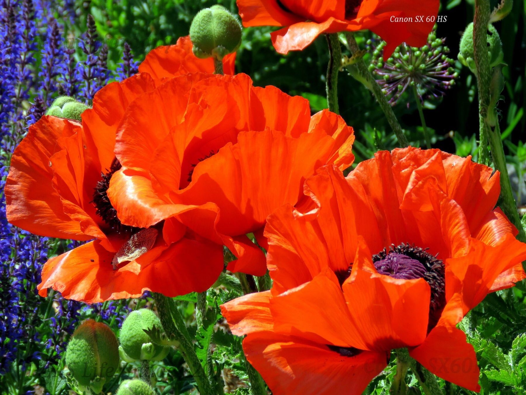 Piante & sementi: 300 Samen Staudenmohn SCARLET – Nuovo (secondo la descrizione) da Ehrendingen venduto da VerveinaSamen 6