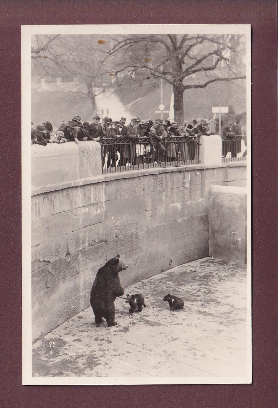 Cartoline postali: Foto - BERN - Bärengraben – Usato da Pully venduto da nicecards