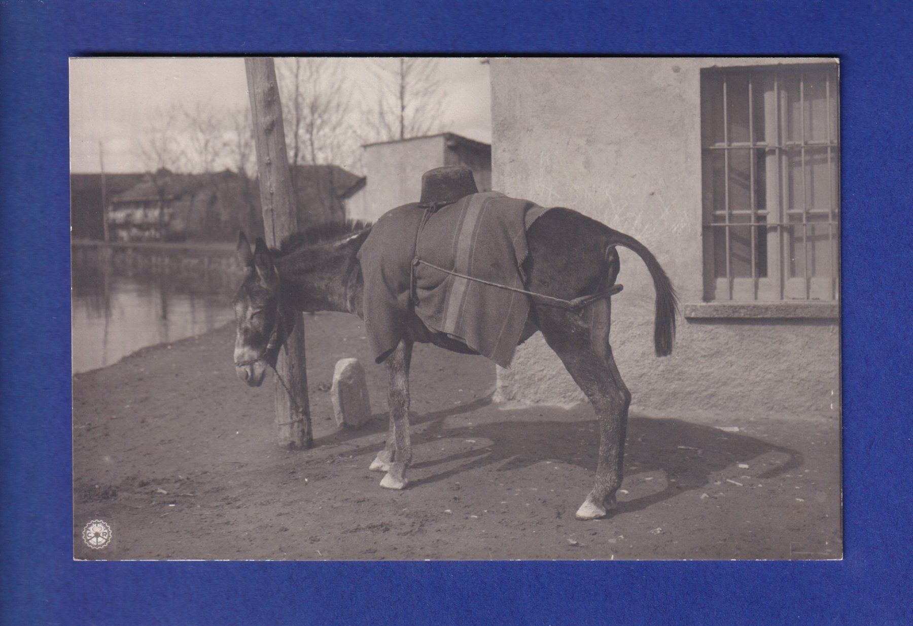 Cartoline postali: CHEVAL – Usato da Pully venduto da nicecards-shop