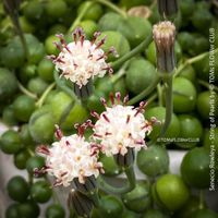 Senecio Rowleyanus - Perlenkette für Dich...
